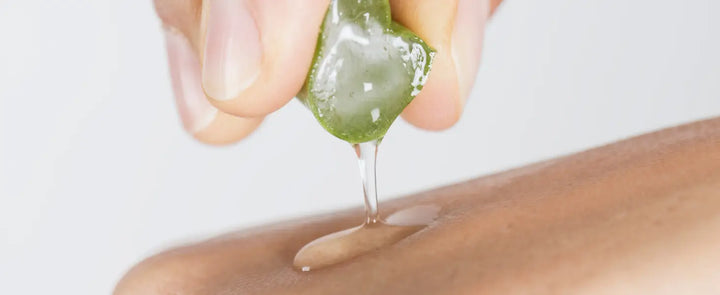 Fresh aloe vera leaves and gel for skin hydration and natural skincare