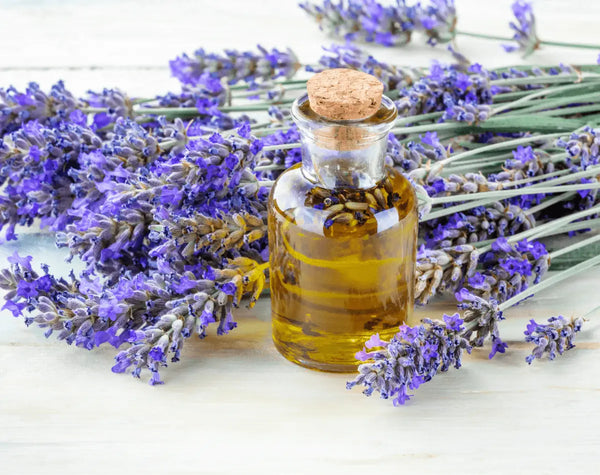 Lavender essential oil for skin hair and scalp care benefits and safety