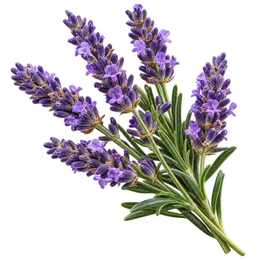 Lavender Essential Oil