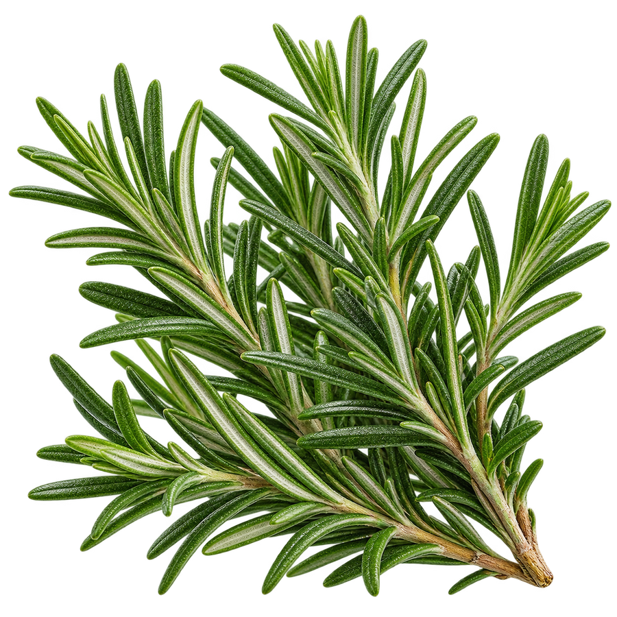 Rosemary Essential Oil