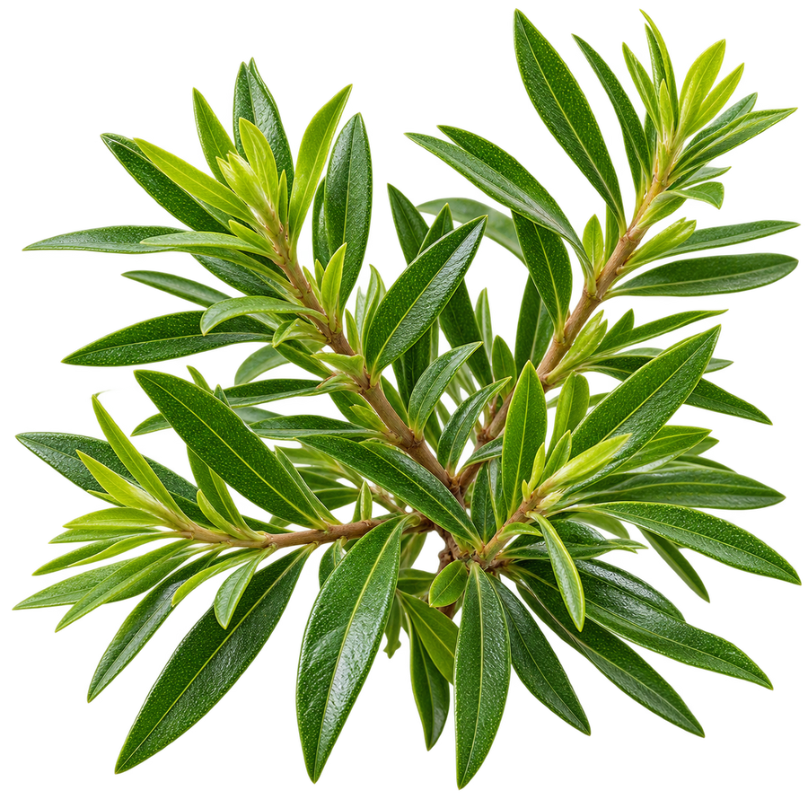 Tea Tree Essential Oil