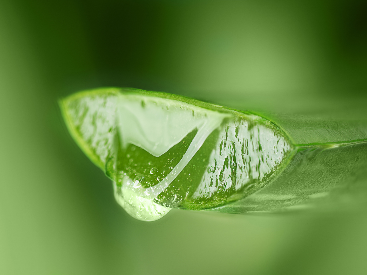 Fresh cut aloe vera leaves used in Natural Escapes skincare